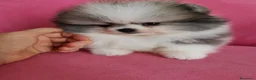 Pomerania perros en venta: Pomerania TOY Muñecas ♂️♀️ - Anuncio 9