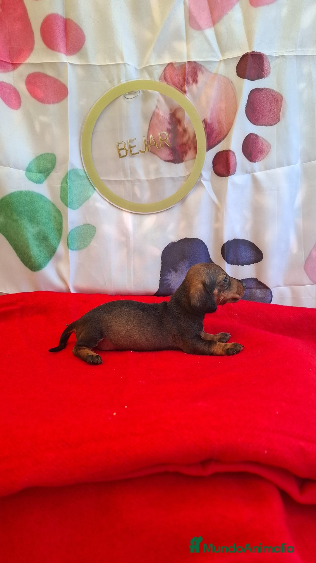 Teckel perros en venta: Teckel  - Imagen 7