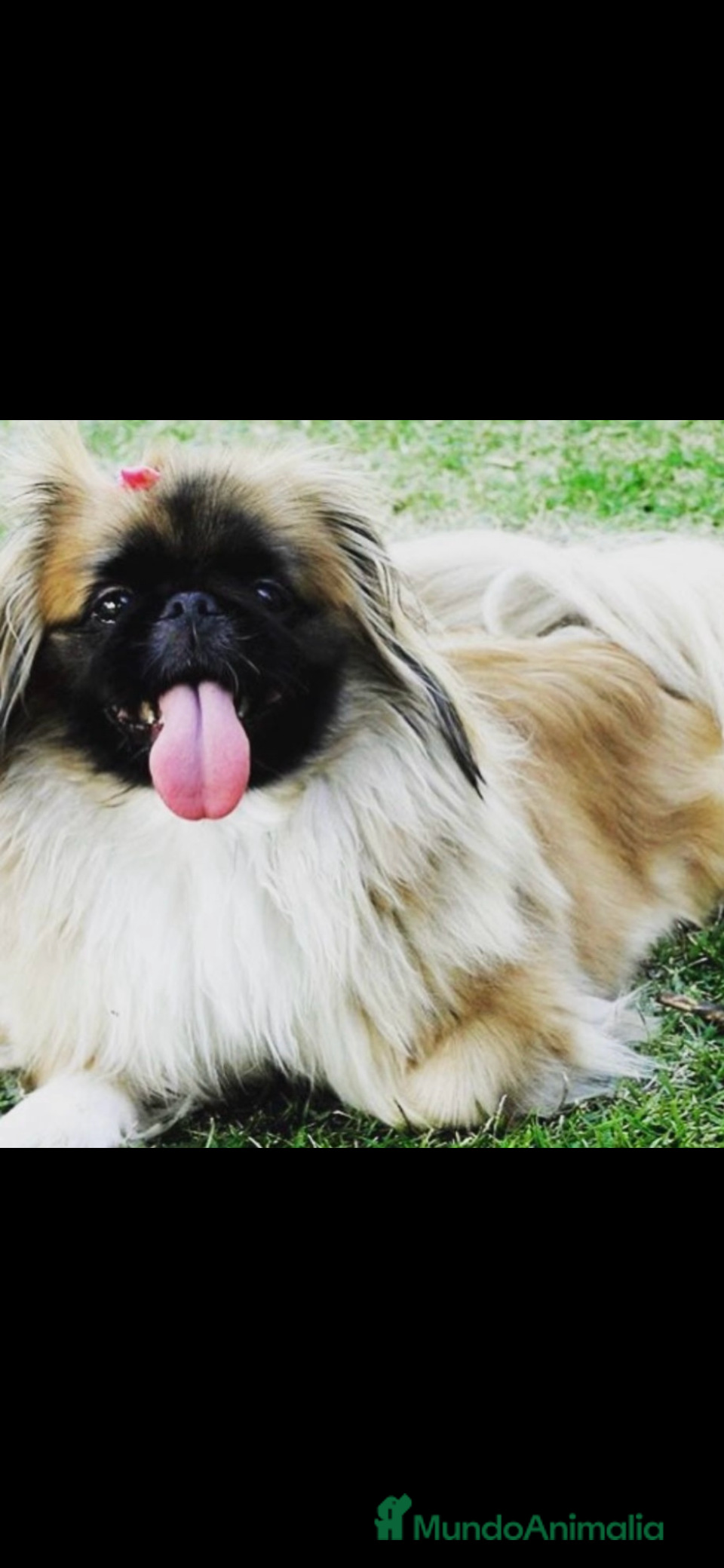 Pekinés perros Pekines imperial - Anuncio 1