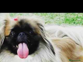 Pekinés perros Pekines imperial - Anuncio 1