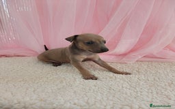 Pequeño Lebrel Italiano perros en venta: Pequeño lebrel Italiano Galgo italiano Piccolo  - Imagen 3