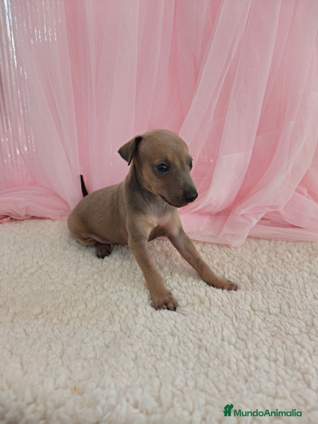Pequeño Lebrel Italiano perros en venta: Pequeño lebrel Italiano Galgo italiano Piccolo  - Imagen 3