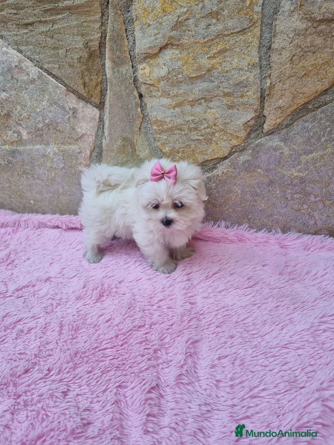 Bichón Maltés perros en venta: Bichón Maltés preciosos en Barcelona - Anuncio 2