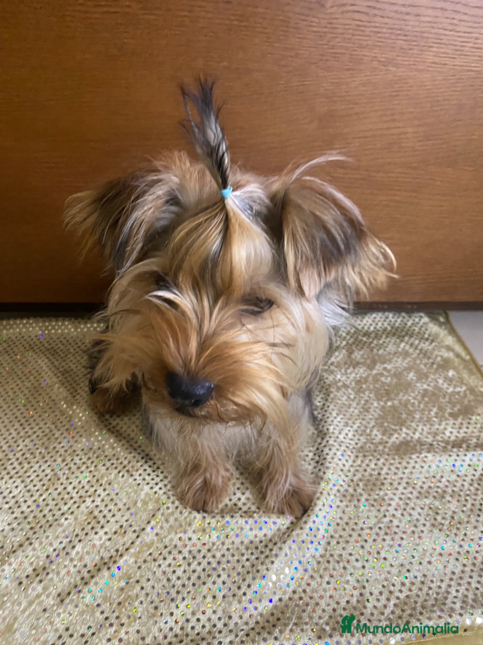 Yorkshire Terrier perros 🐾 Yorkshire Terrier – Macho - Anuncio 2