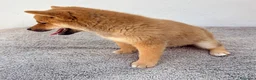 Shiba Inu perros en venta: Shiba Inu Hembra - Anuncio 19
