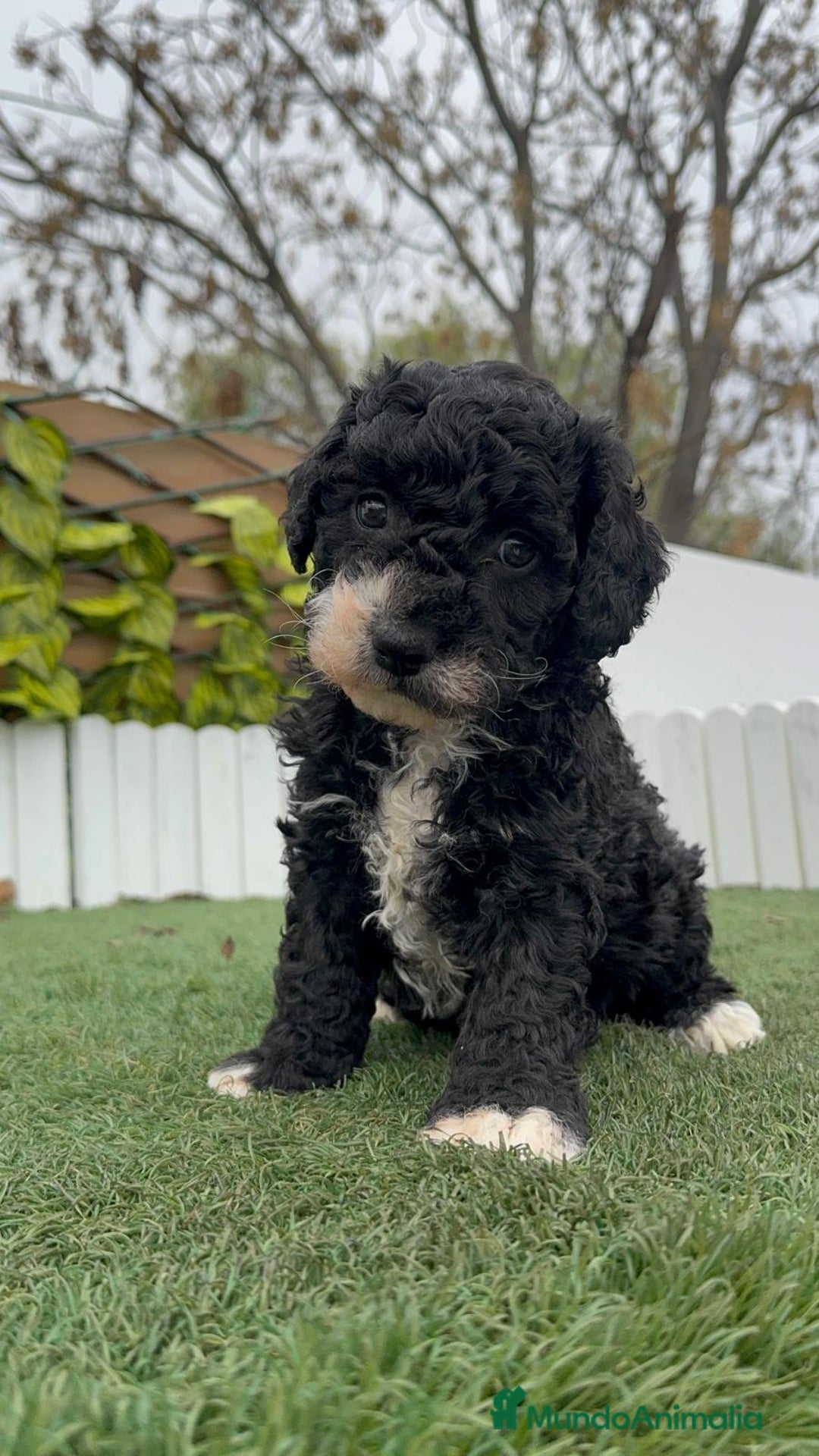 Perro de Agua Español perros en venta: PERRO DE AGUA HEMBRA RABONA - Anuncio 12