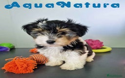 Biewer Yorkshire Terrier a la Pom Pon perros en venta: Yorkshire Biewer Macho CJMM 1762 AQUANATURA - Imagen 2
