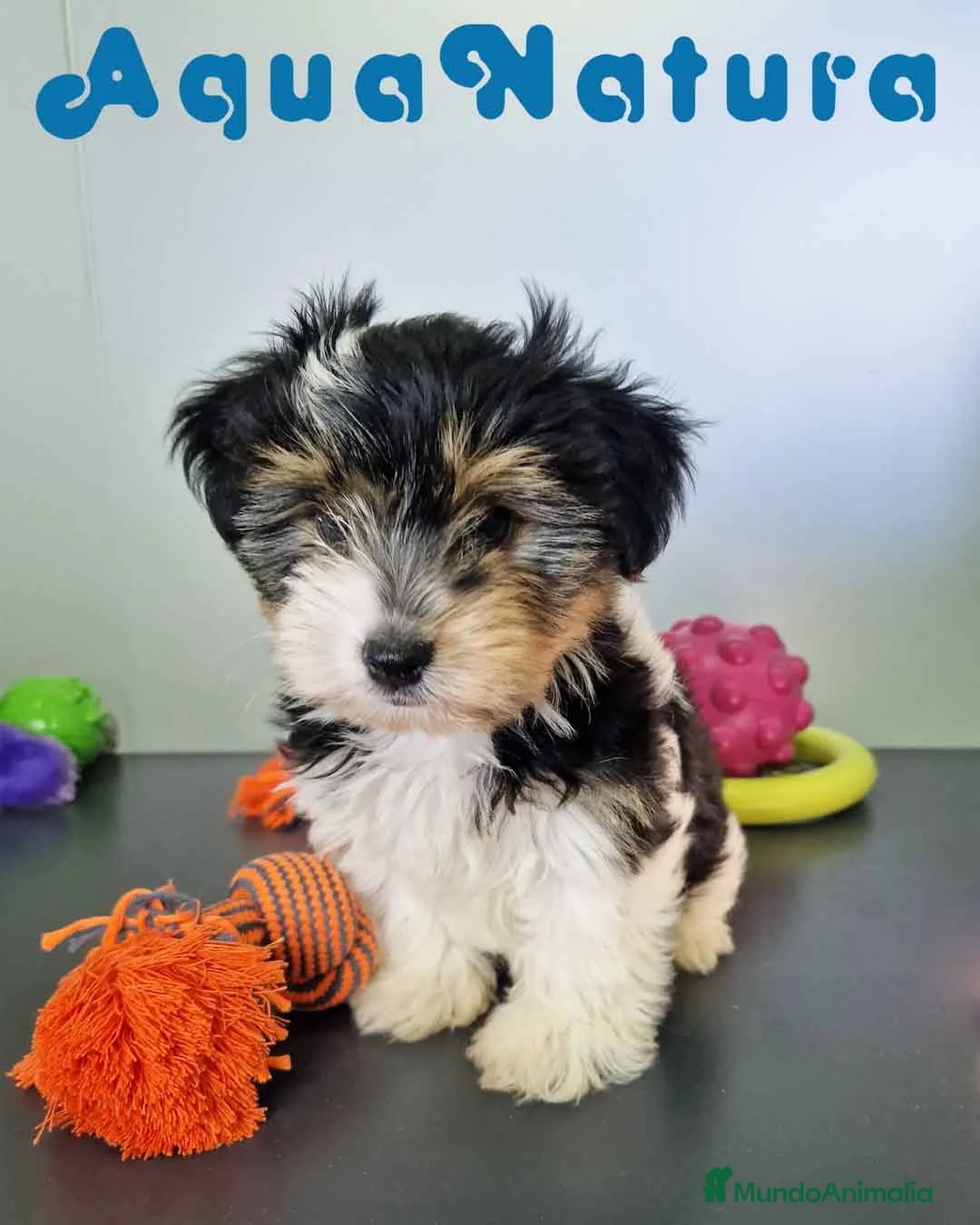 Biewer Yorkshire Terrier a la Pom Pon perros en venta: Yorkshire Biewer Macho CJMM 1762 AQUANATURA - Anuncio 2