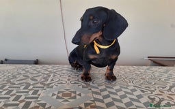 Teckel perros en venta: Preciosos TECKEL  - Imagen 3
