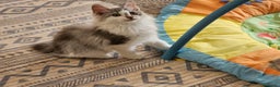 Kurilean Bobtail de Pelo Largo gatos en venta: Kurilian Macho - Anuncio 18