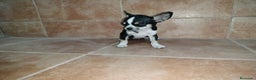 Chihuahua perros en venta: Chihuahua mini en Badajoz - Anuncio 4