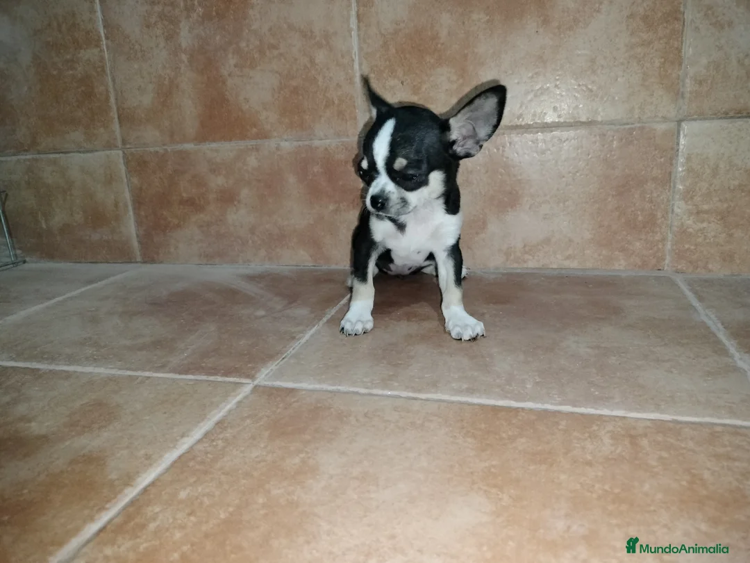 Chihuahua perros en venta: Chihuahua mini en Badajoz - Anuncio 4