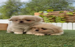 Pekinés perros en venta: PEKINES IMPERIAL HEMBRA - Imagen 11
