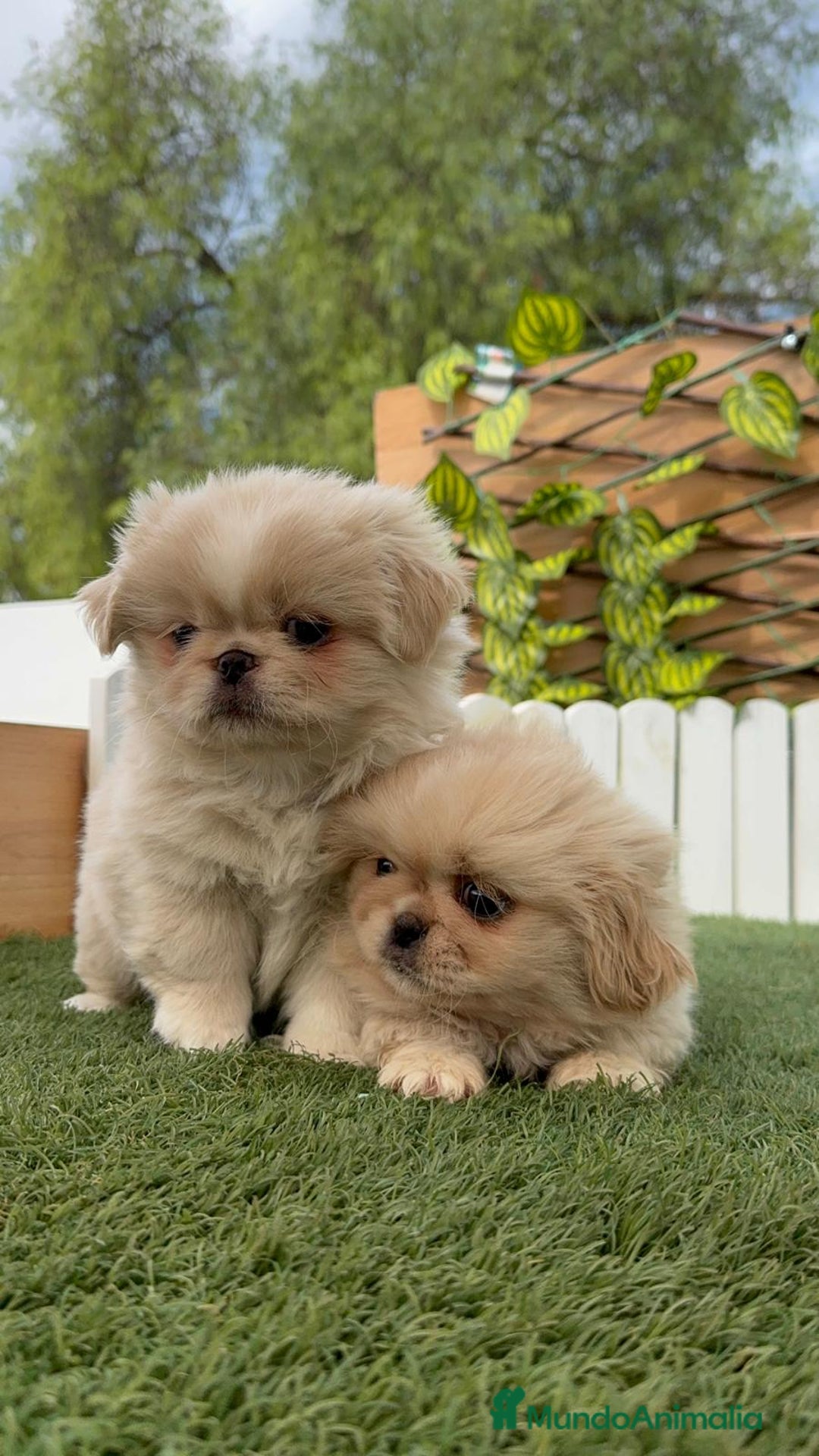 Pekinés perros en venta: PEKINES IMPERIAL HEMBRA - Imagen 11