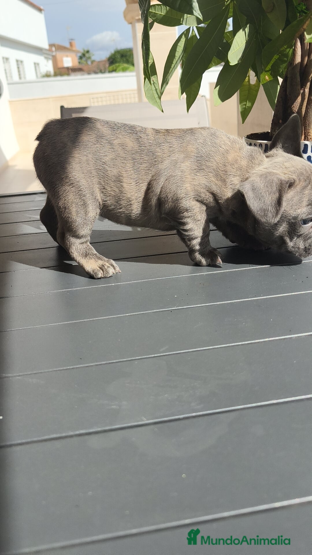 Bulldog Francés perros en venta: Bulldog Francés espectaculares - Imagen 7