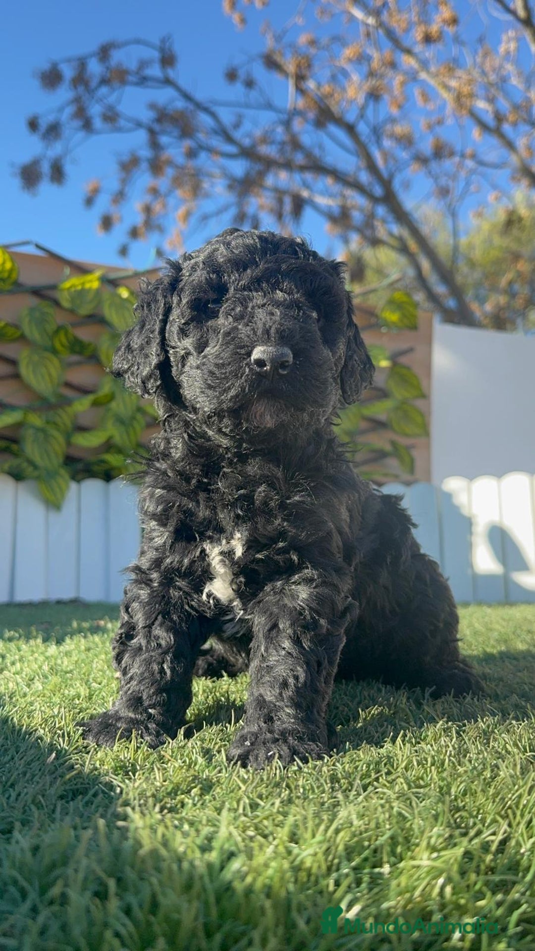 Perro de Agua Español perros en venta: PERRO DE AGUA HEMBRA - Anuncio 11