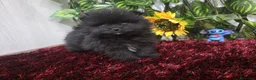 Pomerania perros en venta: Pomerania - Anuncio 3