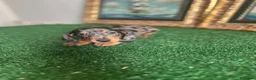 Teckel Miniatura perros en venta: Cachorra arlequín plata  - Anuncio 2