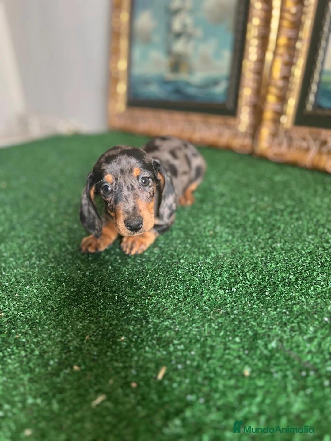 Teckel Miniatura perros en venta: Cachorra arlequín plata  - Anuncio 2
