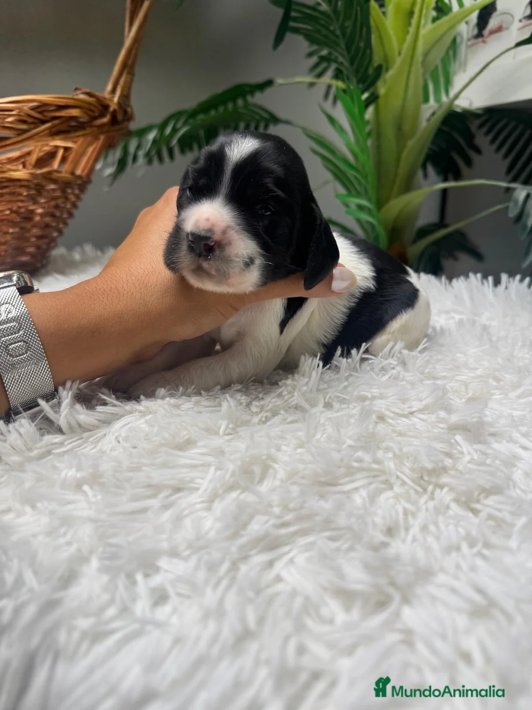 Cocker Spaniel Inglés perros en venta: COCKER SPANIEL INGLES - Anuncio 1