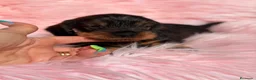 Teckel Miniatura perros en venta: TECKEL PELO DURO - Anuncio 2
