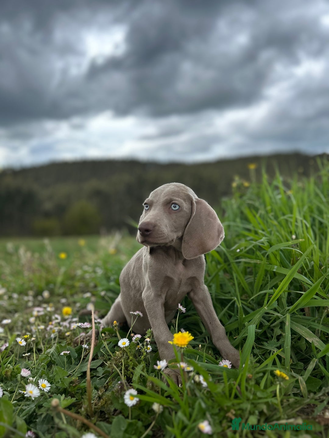 Weimaraner perros en venta: Braco de weimar. Último cachorro  - Imagen 1