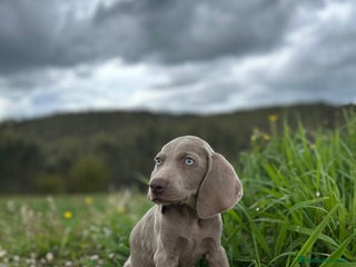 Weimaraner perros - Anuncio 3