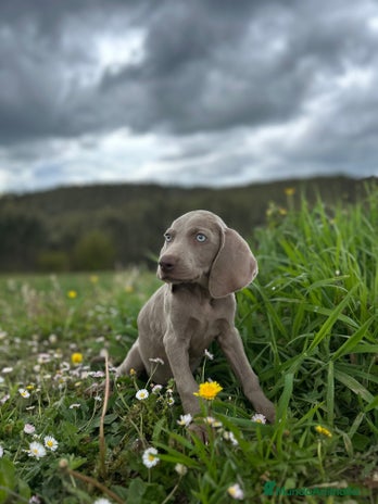 Weimaraner perros - Anuncio 1