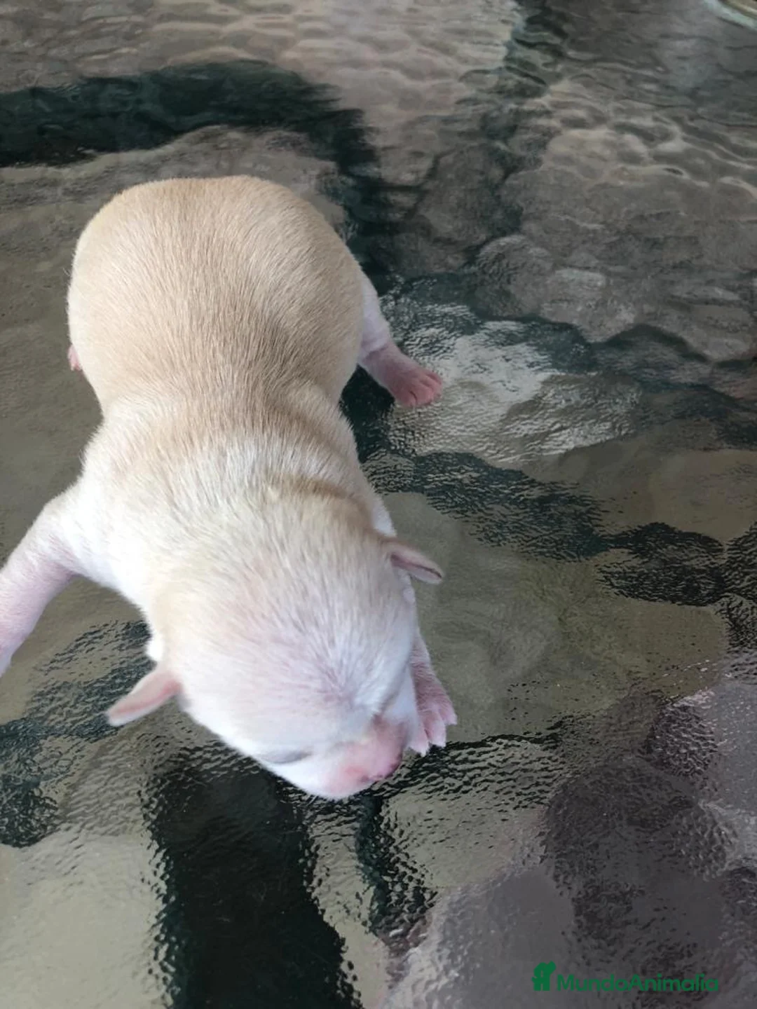 Bichón Maltés perros en venta: Bichón Maltés - Anuncio 2