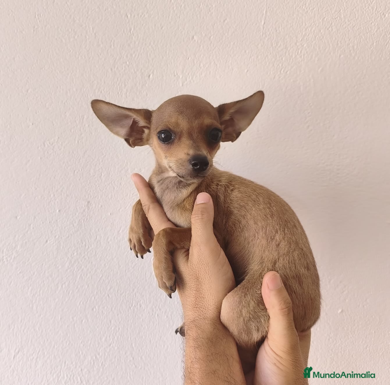 Chihuahua perros CHIHUAHUA Macho - Anuncio 1