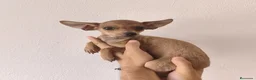 Chihuahua perros en venta: CHIHUAHUA Macho - Anuncio 1