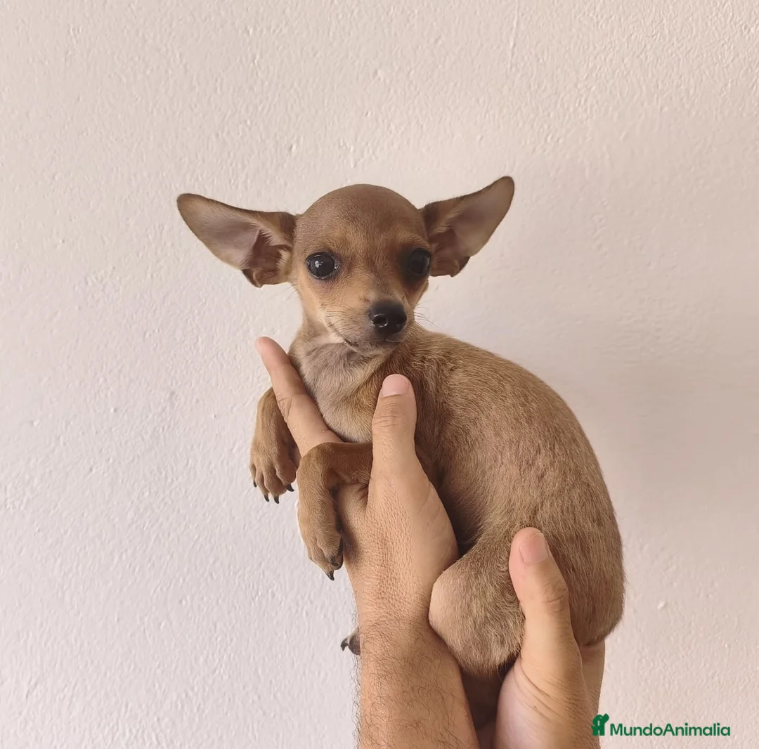 Chihuahua perros en venta: CHIHUAHUA Macho - Anuncio 1
