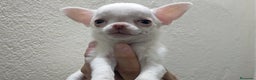Chihuahua perros en venta: Chihuahua toy - Anuncio 1