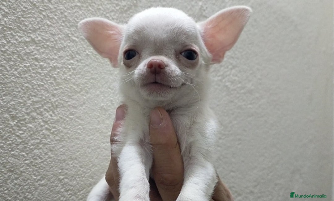 Chihuahua perros en venta: Chihuahua toy - Anuncio 1