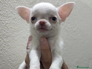 Chihuahua perros Chihuahua toy - Anuncio 1