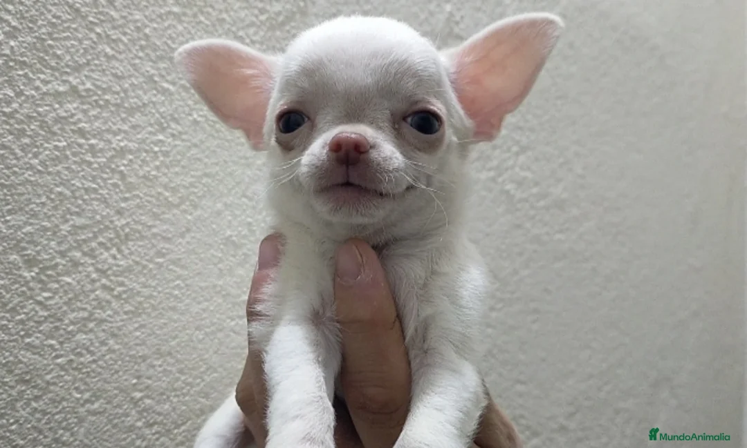 Chihuahua perros en venta: Chihuahua toy - Anuncio 1