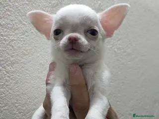Chihuahua perros Chihuahua toy - Anuncio 2