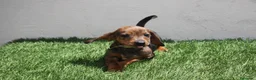 Teckel Miniatura perros en venta: Teckel Miniatura  - Anuncio 12
