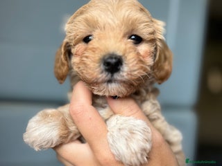 Maltipoo perros en Barcelona - Anuncio 26