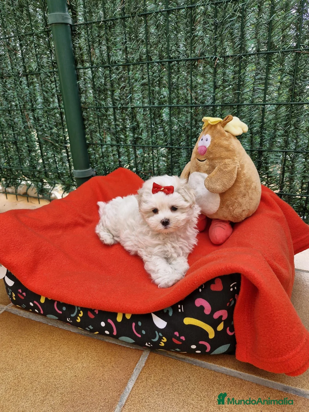 Bichón Maltés perros en venta: Bichón Maltés  - Anuncio 8