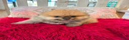 Pomerania perros en venta: Lulú pomerania toy - Anuncio 4