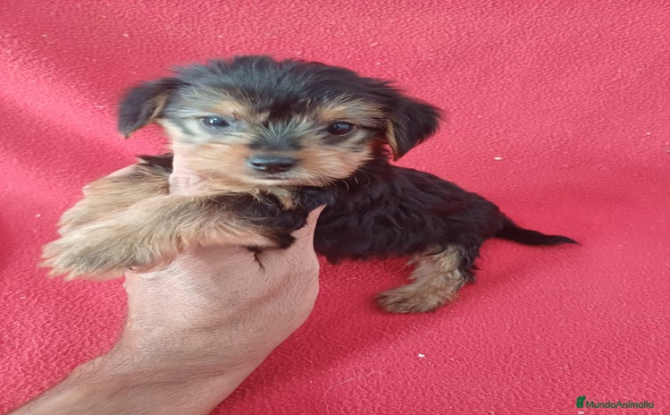 Yorkshire Terrier perros - Propaganda 3