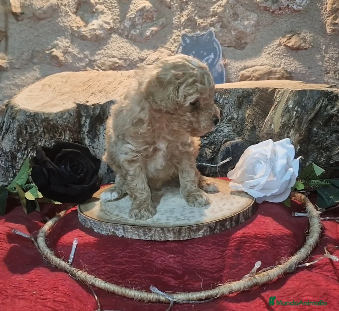 Raza Mixta perros en venta: Caniche apricot enano/toy - Anuncio 3