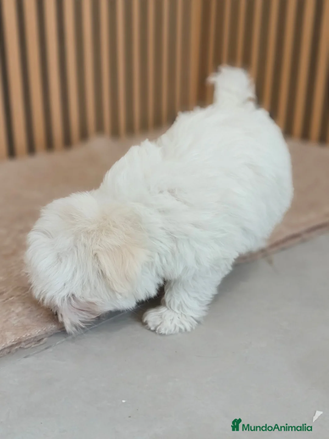 Bichón Maltés perros en venta: Bichón maltes Hembra disponibles  - Anuncio 10