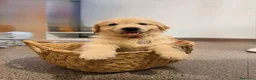 Golden Retriever perros en venta: golden retriever  - Anuncio 1
