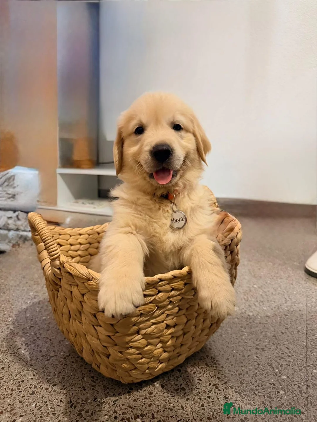Golden Retriever perros en venta: golden retriever  - Anuncio 1