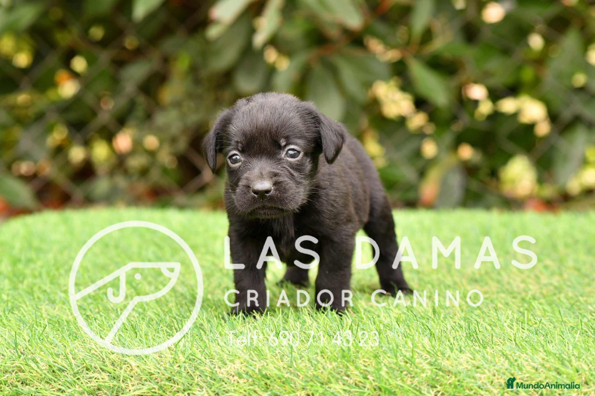 Labrador Retriever perros Labrador retriever color negro. - Anuncio 1