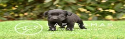 Labrador Retriever perros en venta: Labrador retriever color negro. - Anuncio 1
