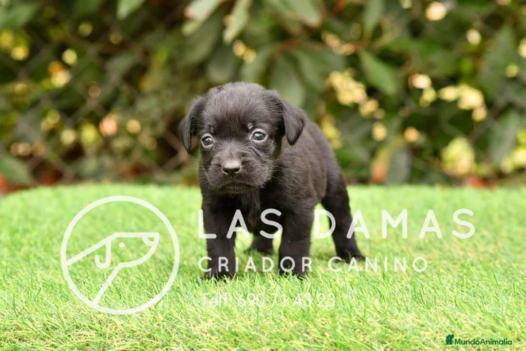Labrador Retriever perros en venta: Labrador retriever color negro. - Anuncio 1