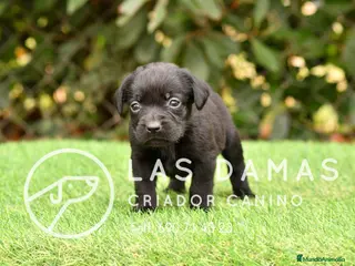 Labrador Retriever perros Labrador retriever color negro. - Anuncio 1